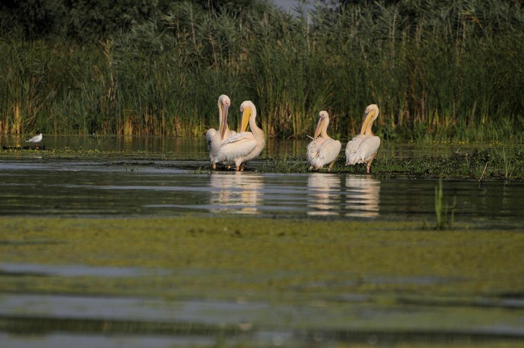 Vila Delta Travel - Mila 23 Mila Douăzeci şi Trei Exteriér fotografie
