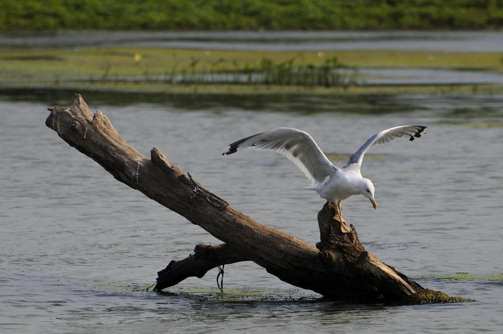 Vila Delta Travel - Mila 23 Mila Douăzeci şi Trei Exteriér fotografie